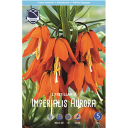 Рябчик Империалис Аурора