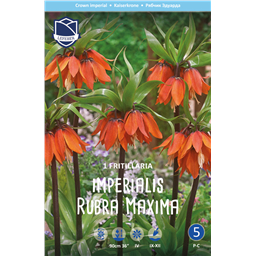 Рябчик Империалис Рубра