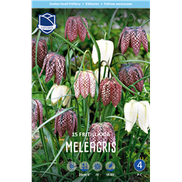 Рябчик Мелеагрис