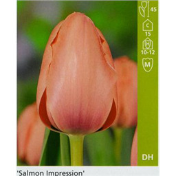 Салмон Импрешн