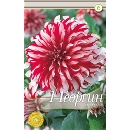 Санта Клаус