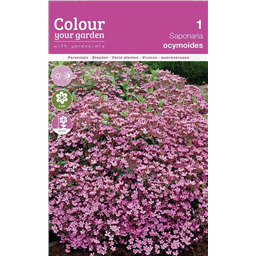 Сапонария базиликолистная