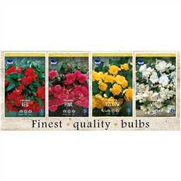 SBB-03 Бегонии (120pcs.)6/+