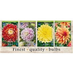 SBD-01 Георгины Декаративные (60pcs.)I