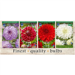 SBD-04 Георгины Декаративные (60pcs.)I