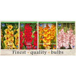 SBG-02 Гладиолусы  (240pcs.)14/+