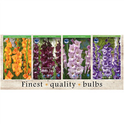 SBG-04 Гладиолусы  (240pcs.)14/+