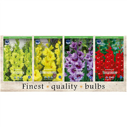 SBG-05 Гладиолусы  (240pcs.)14/+