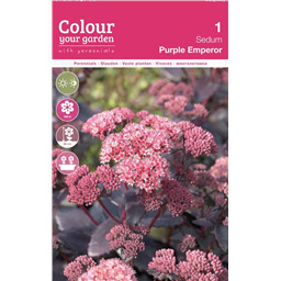 Седум Пёрпл Эмперор