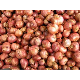 Шалот Красный