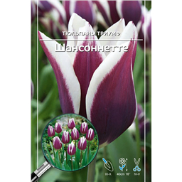 Тюльпан Триумф Шансоннетте