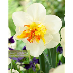 Шарлот Вребург