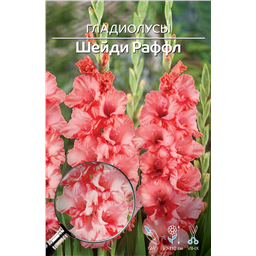 Шейди Раффл