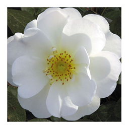 Снипринесса