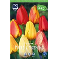Смесь дарвиновых гибридов тюльпанов