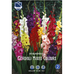 Смесь разноцветных гладиолусов