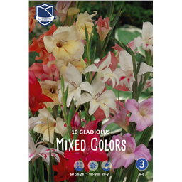 Смесь разноцветных гладиолусов мини