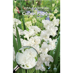 Снови Раффлз