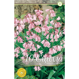 Сцилла Хиспаника зе Роуз