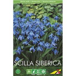 Сцилла Сиберика(упаковка мини)