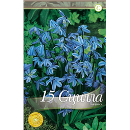 Сцилла Сиберика