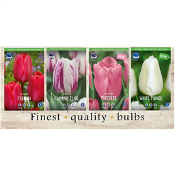 STT-135 Тюльпаны Простые Ранние & Триумф(4x75шт.)11/12