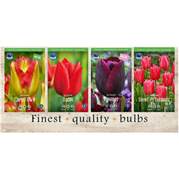 STT-245 Тюльпаны Простые Ранние & Триумф(4x50шт.)12/+