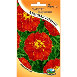 Тагетес (бархатцы) Красная вишня