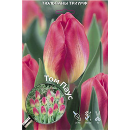 Тюльпан Триумф Том Паус