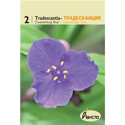 Традесканция Цваненбург Блю