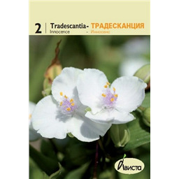 Традесканция Инносенс