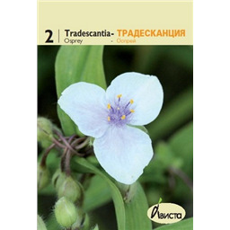 Традесканция Оспрей