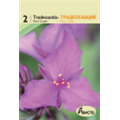 Традесканция Ред Грейп