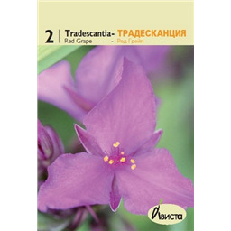 Традесканция Ред Грейп