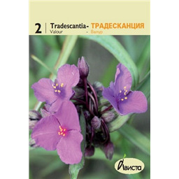 Традесканция Валур