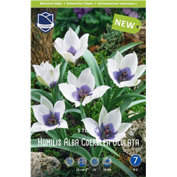 Тюльпан Альба Коурелеа Окулята