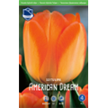 Тюльпан Американ Дрим