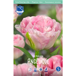 Тюльпан Анжелик