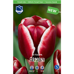 Тюльпан Армани