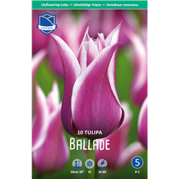 Тюльпан Баллада