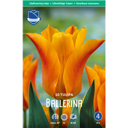 Тюльпан Баллерина