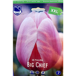 Тюльпан Биг Чиф