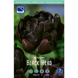 Тюльпан Блэк Хиро