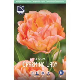 Тюльпан Чарминг Леди