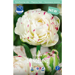 Тюльпан Дэнс Лайн