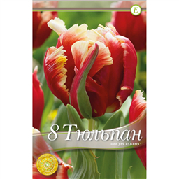 Тюльпан Диджей Пэррот