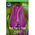 Тюльпан Дип Парпл Рок