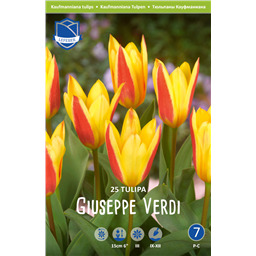 Тюльпан Джузеппе Верди