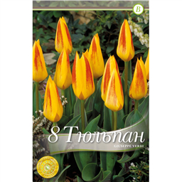 Тюльпан Джузеппе Верди