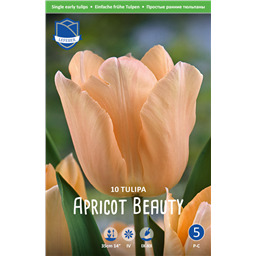 Тюльпан Эприкот Бьюти